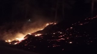 Mersinde orman yangını: 10 dönüm alan zarar gördü