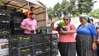 Mersinde sivrisinek ve haşere ile bitkisel mücadele