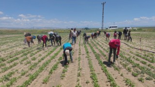 Mevsimlik tarım işçileri ekmek parası için ter döküyor