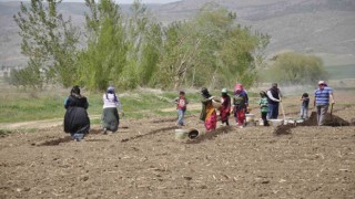 Mevsimlik tarım işçileri tarlalarda rızıklarını çıkarıyor