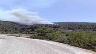 Milasta orman yangını