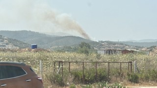 Milasta orman yangını