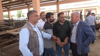 Muşta canlı hayvan pazarında kurban hareketliliği arttı