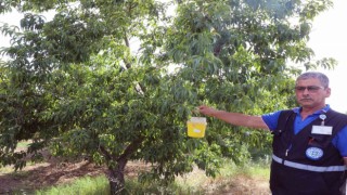 Narenciye ihracatına Büyükşehir desteği