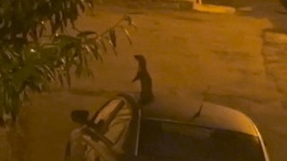 Nesli tükenme tehlikesinde olan sansar sokakta yemek ararken görüntülendi