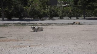 Niğdede kuduz şüphesi olan köpeğin testi negatif çıktı