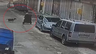 Orduda sokak köpeği ekmek almaya giden kadına saldırdı: O anlar kamerada