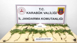Ormanda kenevirleri sularken suçüstü yakalandı