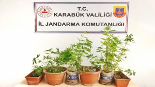 Ormanlık alanda kenevir eken şahıs tutuklandı