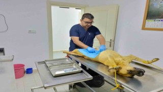 Osmaneli Belediyesi, sokak köpeklerini kısırlaştırma çalışmalarını sürdürüyor