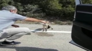 Osmaniyede susayan tilki yol kesti