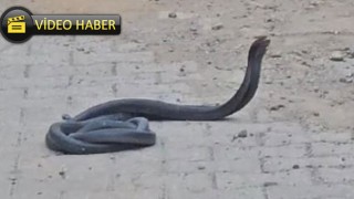 Osmaniye'de Yılanların Çiftleşme Dansı Görüntülendi