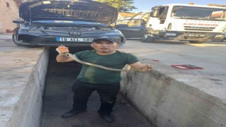 Otomobilin motoruna giren yılanı itfaiye çıkardı