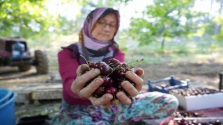 (ÖZEL) Coğrafi işaretli Keles kirazında 22 bin ton rekolte bekleniyor
