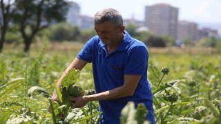 Coğrafi tescilli Hasanağa enginarında rekolte yarıya düştü
