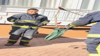 Park halindeki cipe giren yılanı, itfaiye ekipleri çıkardı