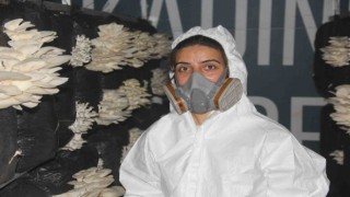 Plazaları bıraktı memleketinde mantar üretmeye başladı