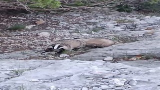 Porsuklar fotokapana takıldı