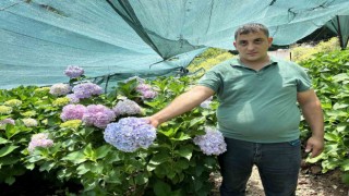Hatay’da Ortanca Cümbüşü: 13 Renkli Bahçe Hasada Başladı