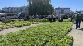 Rizede ata tohumlarından üretilen 40 bin sebze fidanı vatandaşlara dağıtıldı