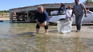 Sağma işlemlerinin ardından anaç balıklar göle bırakıldı