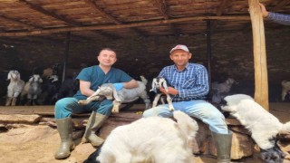 Salihlide küçükbaş hayvanlar aşılanıyor
