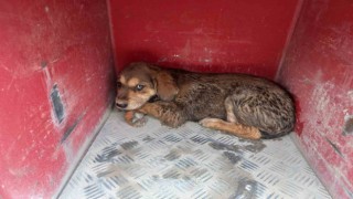 Samandağda çukura düşen köpek kurtarıldı