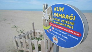 Samsun sahilinde açan kum zambağını koparan yandı: Cezası 387 bin TL