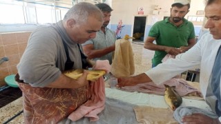 Şanlıurfada balıkların sağımı yapıldı