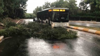 Şanlıurfada fırtınada ağaçlar devrildi, yollar göle döndü