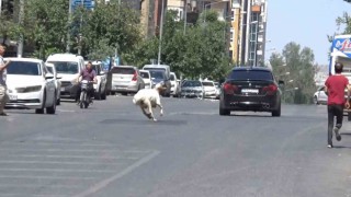 Şanlıurfada kaçan kurbanlık koç zor anlar yaşattı