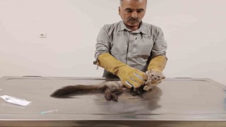 Şanlıurfada yaralı bulunan gelincik tedavi altına alındı