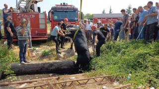 Satmak için getirdiği kurbanlığı rögar çukuruna düştü