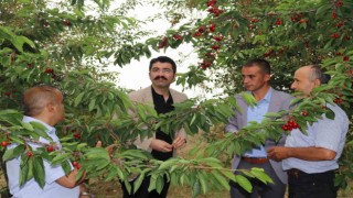 Selendide kiraz hasadı devam ediyor