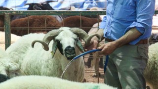 Sıcak hava kurbanlıkları da olumsuz etkiledi