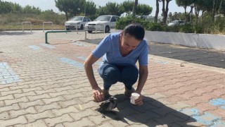 Sıcakta bayılan kargalara şefkat eli