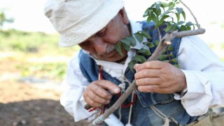 Siirt fıstığında boş meyve sorunu Erkek Aşı Kalemi Dağıtım Projesi ile çözüme kavuşuyor
