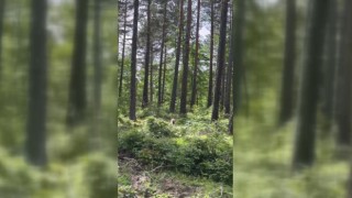 Sinopta ormanlık alanda vaşak görüntülendi