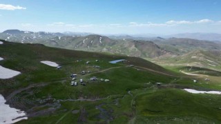 Şırnak dağları sarıya büründü