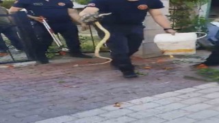 Sitenin bahçe kapısına dolanan yılan ecel terleri döktürdü