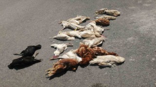 Sokak köpekleri kümes hayvanlarını telef etti: Horozum benim çocuğumdu diyerek gözyaşlarına boğuldu
