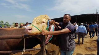 Son kurbanlığının boynuna 7 tane altın takarak satışa çıkarttı