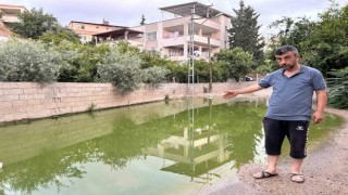 Su birikintisi yeşil renge büründü