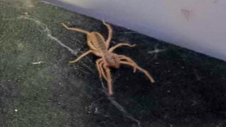 Sungurluda sarıkız paniği