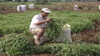 Osmaniye'de Tarla sulamaya giden çiftçinin cesedi bulundu