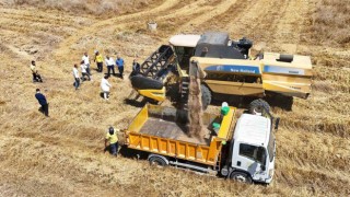 Tarsusta yerli tohum buğday hasadı yapıldı