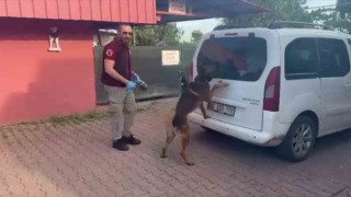 Torbacılar yakalanınca “Kraliçe arı” taşıdıklarını söyledi