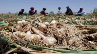 Türkiyenin organik sarımsağında hasat başladı