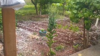 Tuzlucada ani dolu yağışı tarım arazilerine zarar verdi