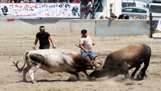 Ula arenasında yılın ilk boğa güreşi